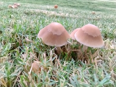 Candolleomyces candolleanus