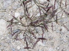 Bouteloua barbata