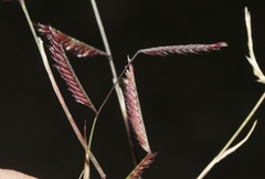 Bouteloua barbata