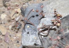 Hypertelis umbellata