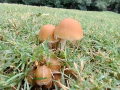 Candolleomyces candolleanus