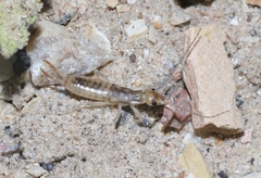Labidura riparia