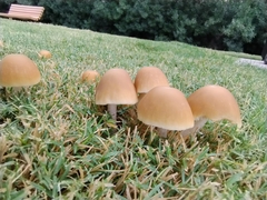 Candolleomyces candolleanus
