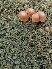 Candolleomyces candolleanus