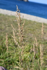 Arundinella hirta