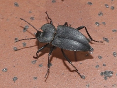 Embaphion contusum