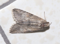 Melipotis acontioides