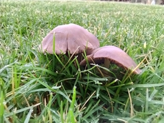 Candolleomyces candolleanus