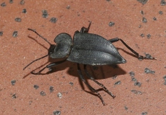 Embaphion contusum