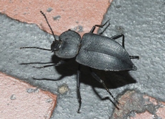 Embaphion contusum