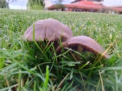 Candolleomyces candolleanus
