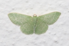 Synchlora frondaria