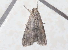 Melipotis acontioides