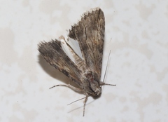 Melipotis acontioides