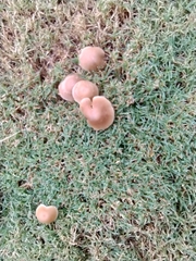 Candolleomyces candolleanus