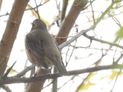 Turdus naumanni