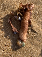 Australostichopus mollis