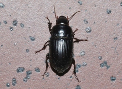 Euryderus grossus