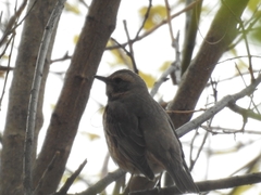 Turdus naumanni