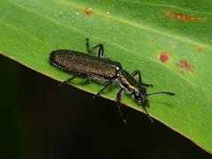 Eleale aspera