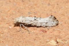 Xylesthia albicans