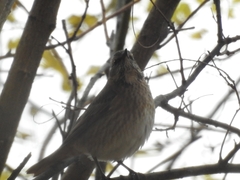 Turdus naumanni