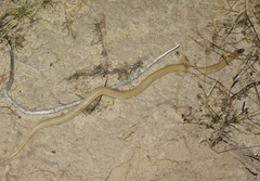Tantilla hobartsmithi