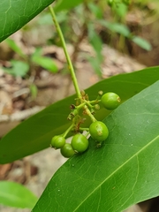 Ixora timorensis