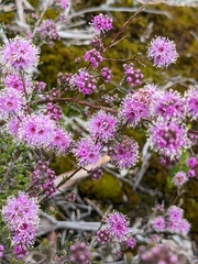 Kunzea parvifolia