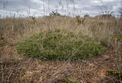 Schoenus breviculmis