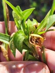 Commelina gambiae