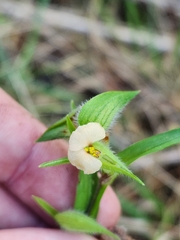 Commelina gambiae