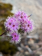 Kunzea parvifolia