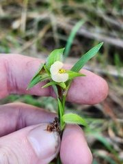 Commelina gambiae
