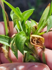 Commelina gambiae