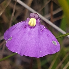 Utricularia dichotoma