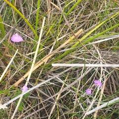 Utricularia dichotoma