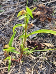 Commelina gambiae