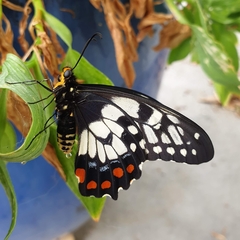 Papilio anactus
