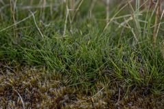 Schoenus breviculmis