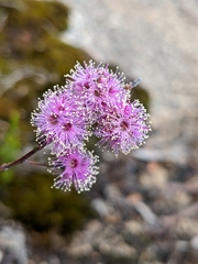 Kunzea parvifolia