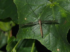 Tipula nova