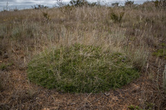 Schoenus breviculmis