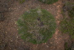 Schoenus breviculmis