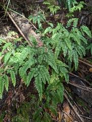 Adiantum cunninghamii