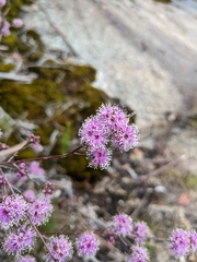 Kunzea parvifolia