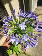 Agapanthus