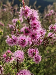 Kunzea parvifolia
