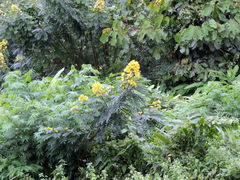 Senna