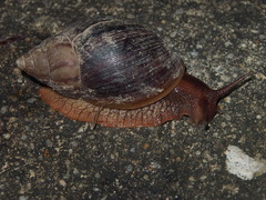 Lissachatina immaculata